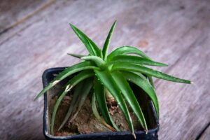Aloe Vera